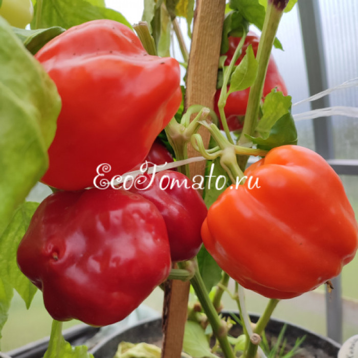 Corolla (Королла), Польша