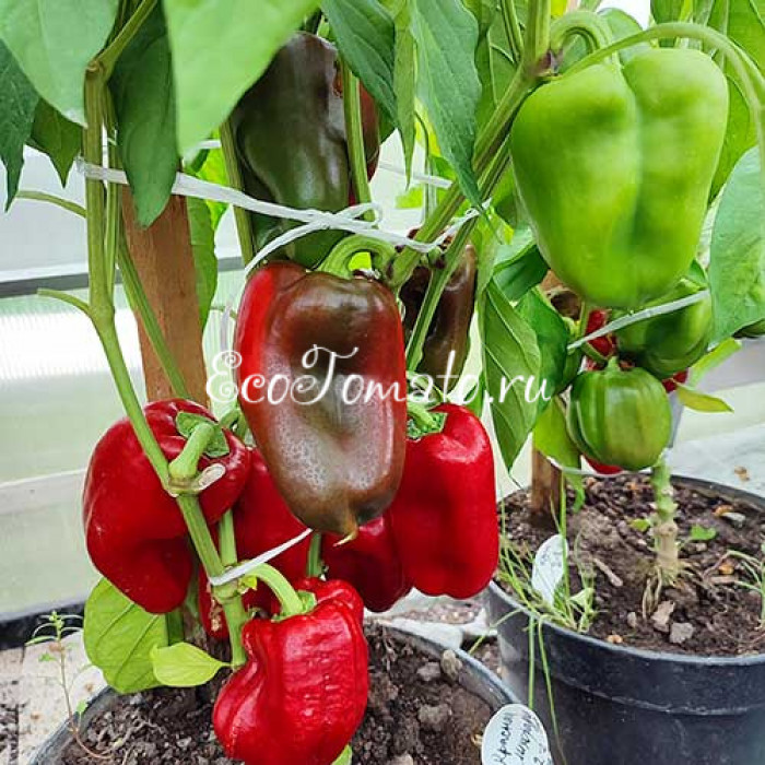 Красная Лихорадка