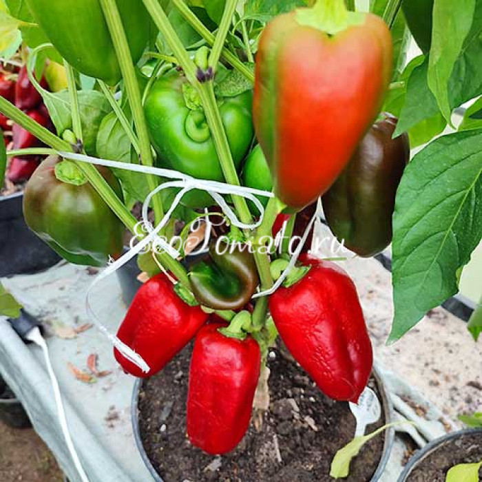 Красная Лихорадка