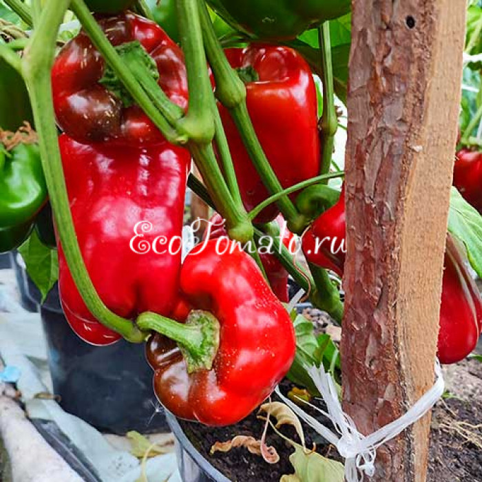 Красный из Вале