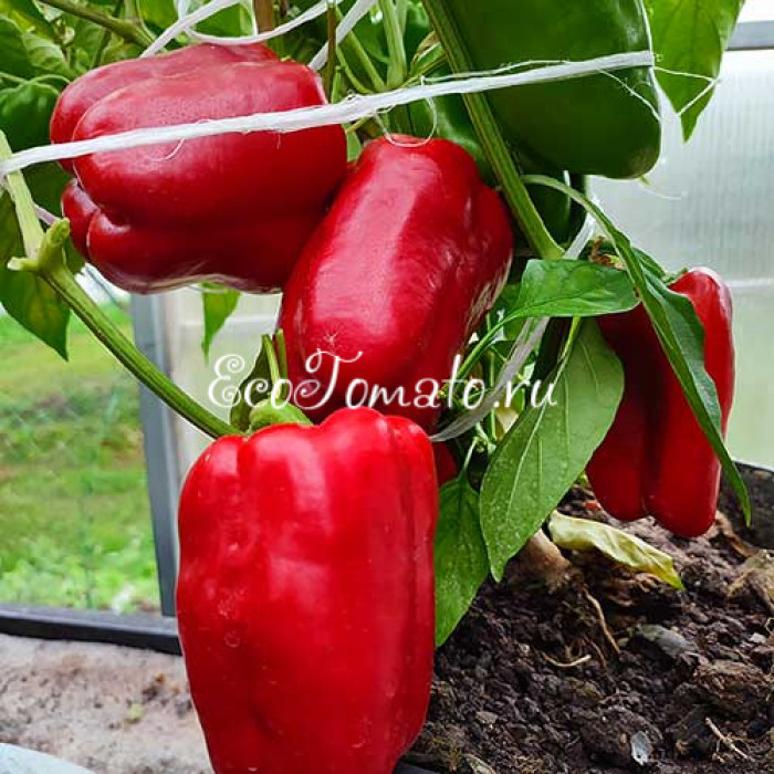 Красный из Вале