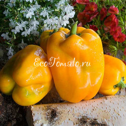 Кромо золотой