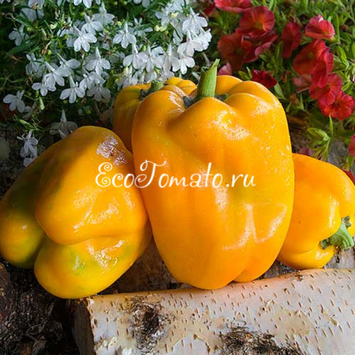 Кромо золотой