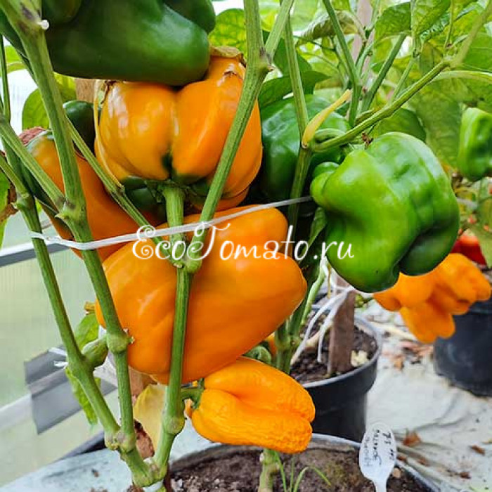 Кромо золотой