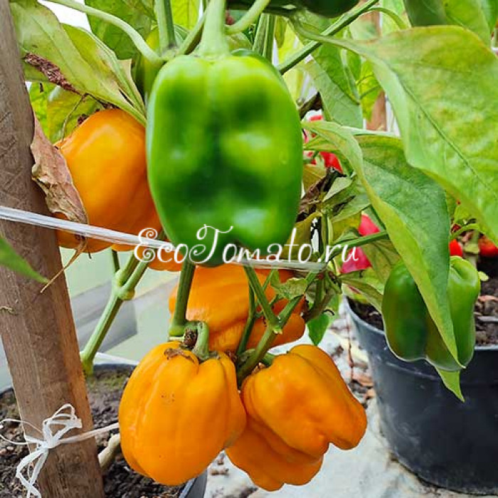 Кромо золотой