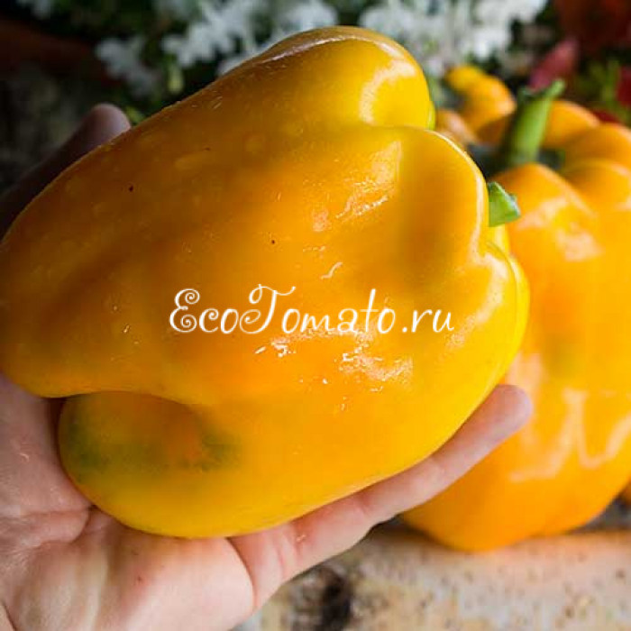 Кромо золотой