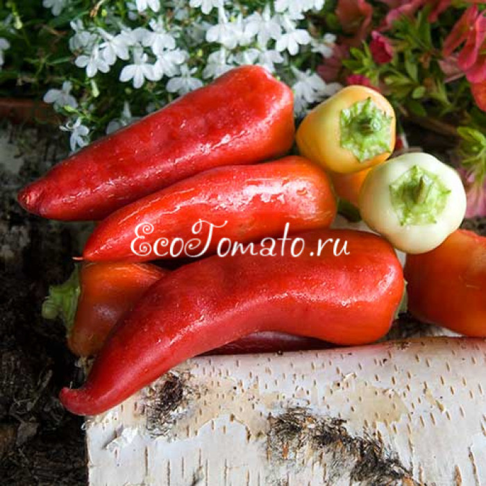 Пай-Мальчик