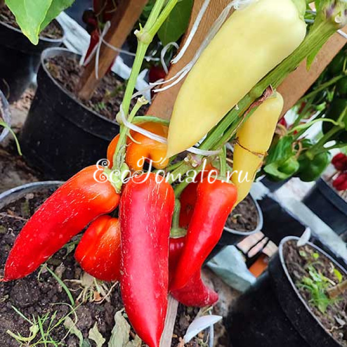 Пай-Мальчик