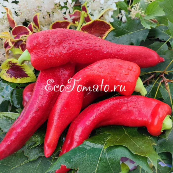 Рог