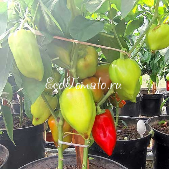 Розовое облако