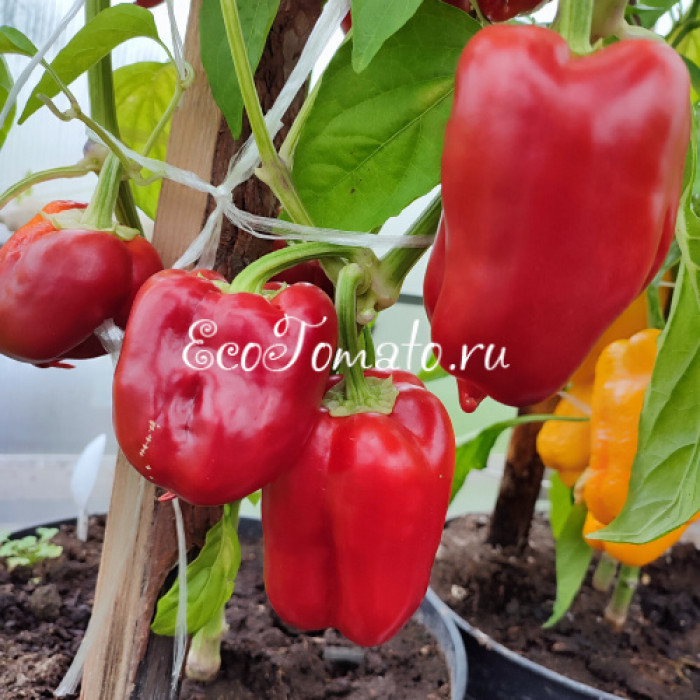 Розовый Фламинго