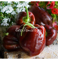 Шоколадная лихорадка