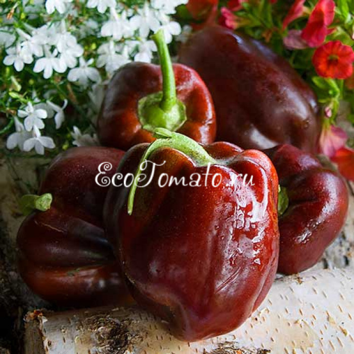 Шоколадная лихорадка