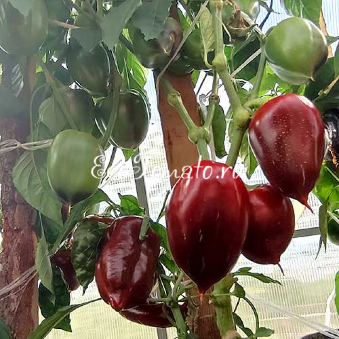 Шоколадный Батти