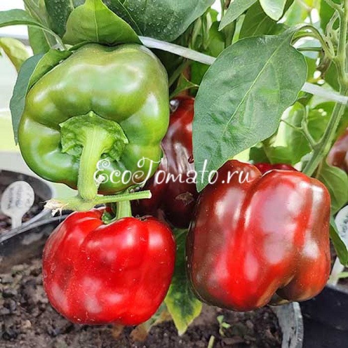 Шоколадный Кубок