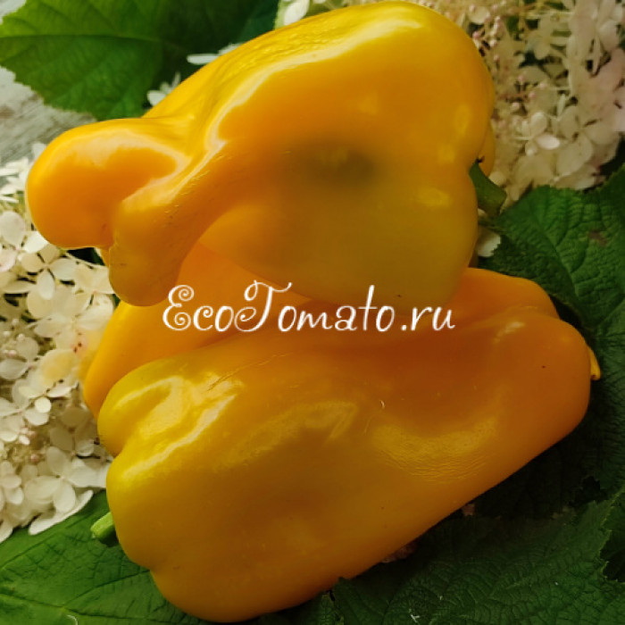 Тавере Золотой