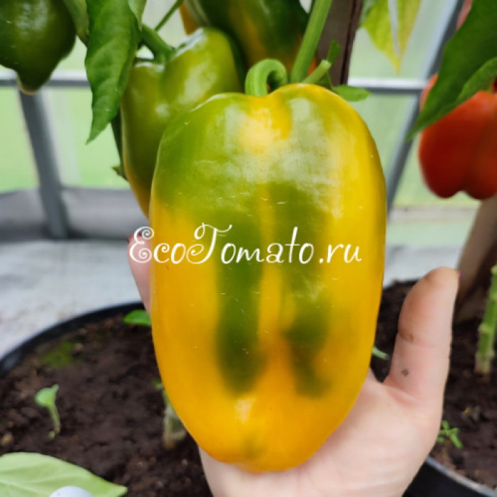 Тавере Золотой