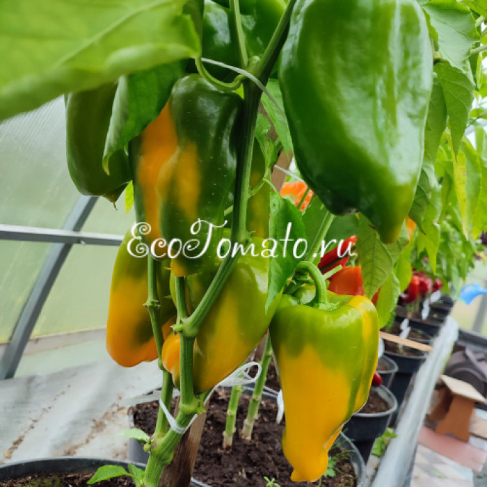 Тавере Золотой