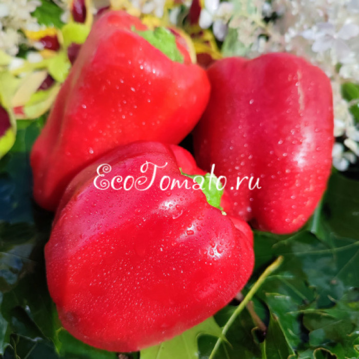 Великолепный Век