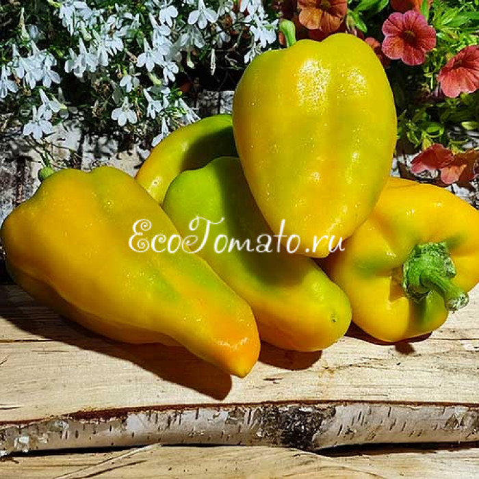 Желтый рог Быка