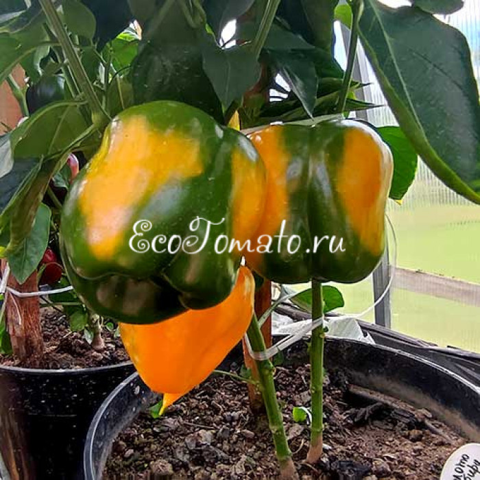 Золото Сибири