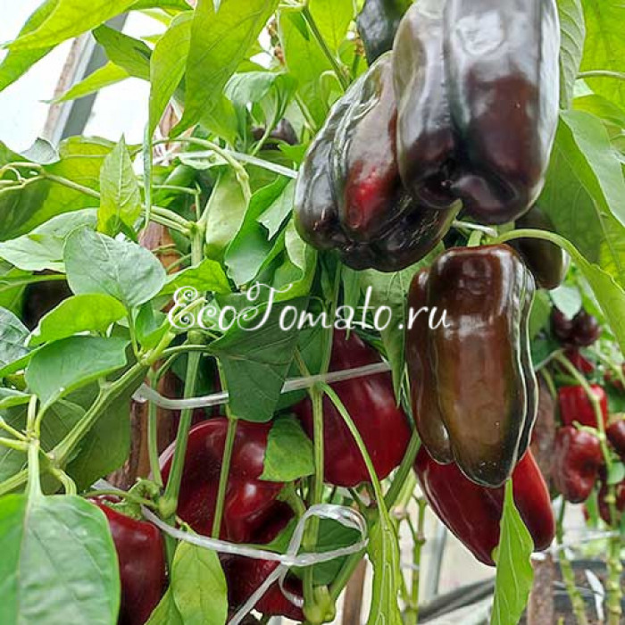 Zulu (Зулу, Зулусский), Польша