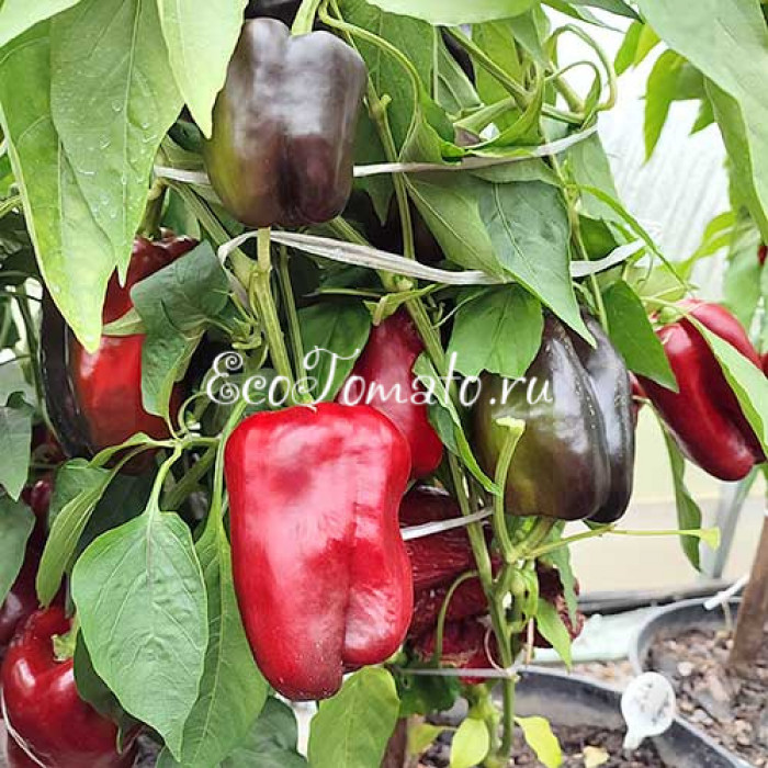 Zulu (Зулу, Зулусский), Польша