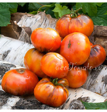 P20+Beauty King (П20+Бьюти кинг), США