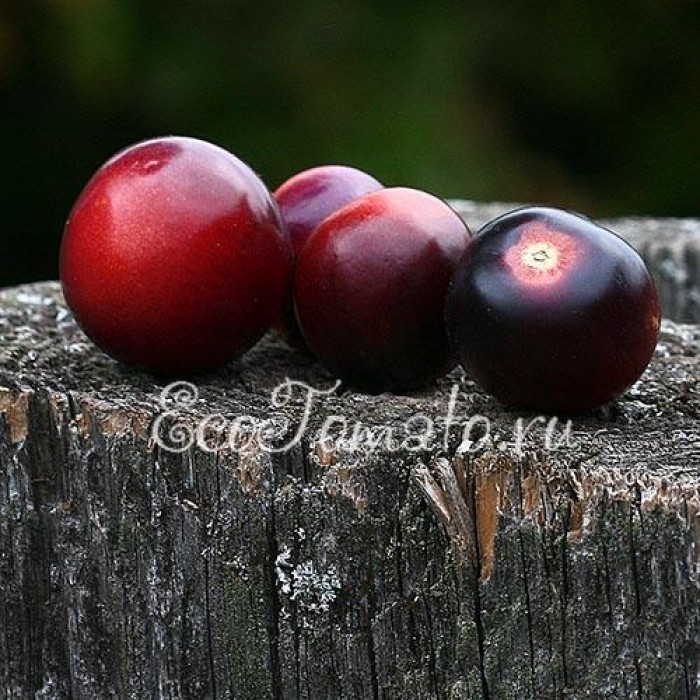 Bing Cherry (Бинг Черри), США