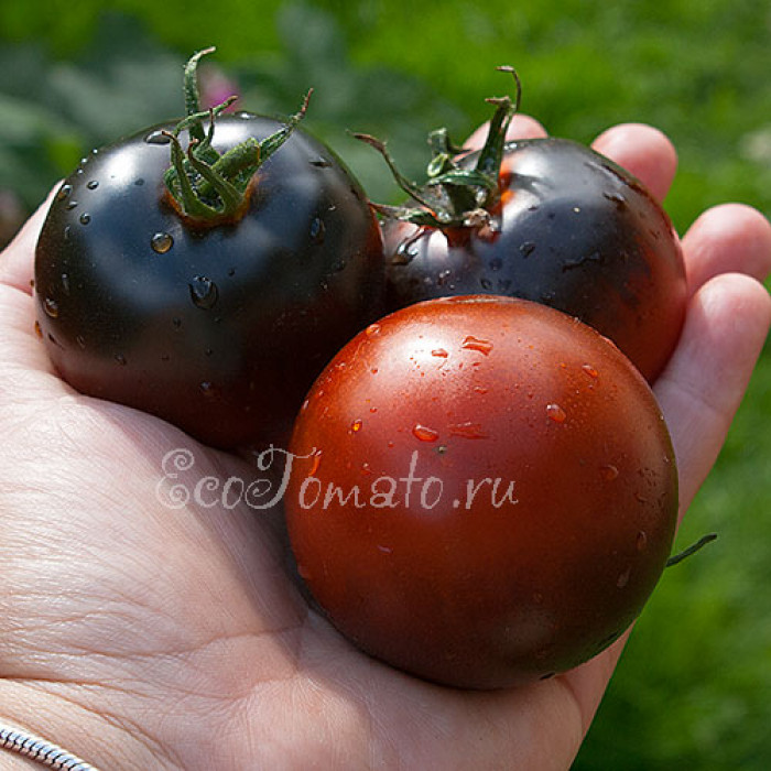 Chestnut Chocolate (Каштановый Шоколад), США