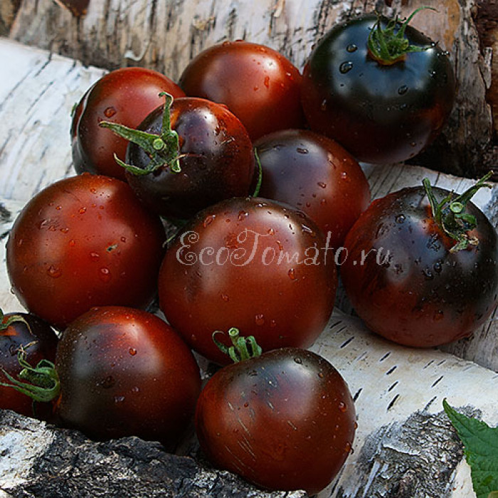 Chestnut Chocolate (Каштановый Шоколад), США