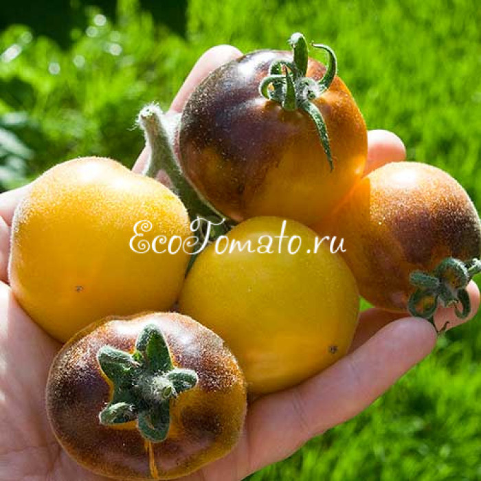 Elma Blue (Синяя Эльма), США