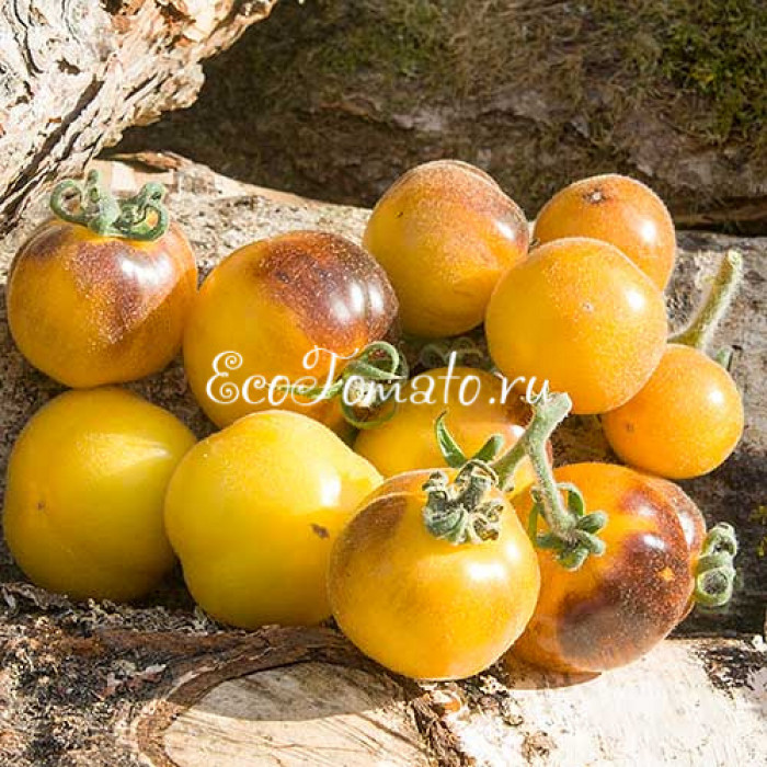 Elma Blue (Синяя Эльма), США