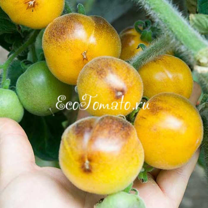 Elma Blue (Синяя Эльма), США