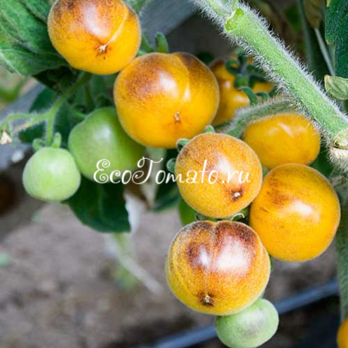 Elma Blue (Синяя Эльма), США