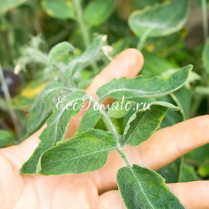 Elma Blue (Синяя Эльма), США