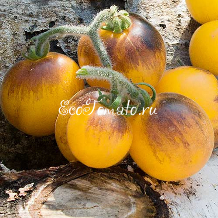 Golden Crabapple (Золотое Лесная Яблоня), США