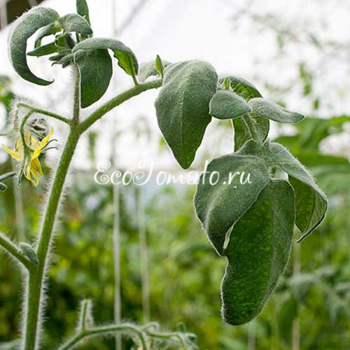 Golden Crabapple (Золотое Лесная Яблоня), США