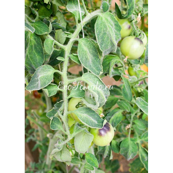 Golden Crabapple (Золотое Лесная Яблоня), США