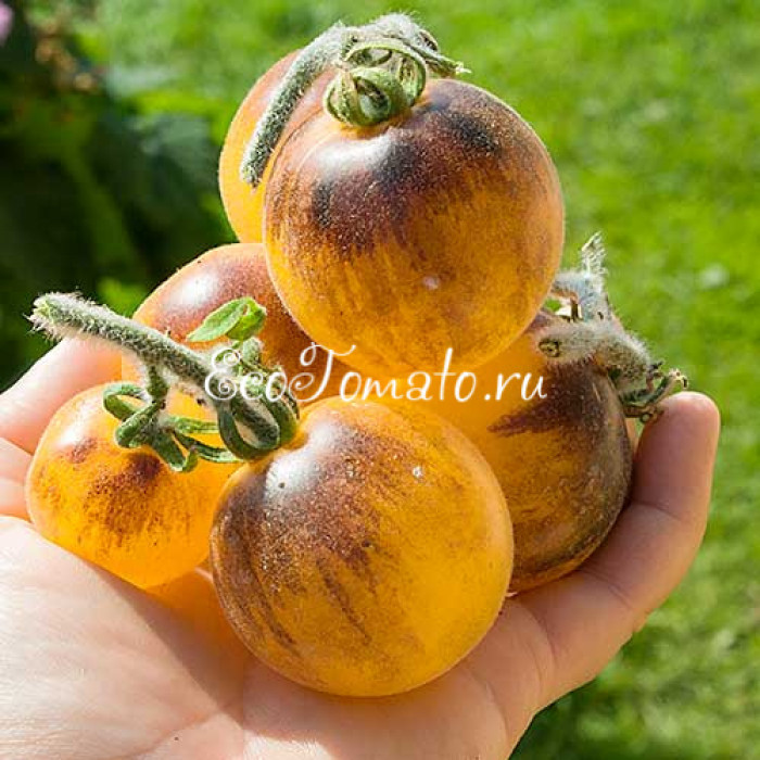 Golden Crabapple (Золотое Лесная Яблоня), США