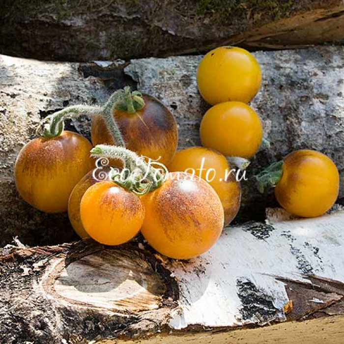 Golden Crabapple (Золотое Лесная Яблоня), США