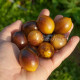 Indigo Kumquat (Индиго кумкват), Германия