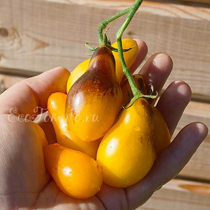 Indigo Kumquat pear (Индиго кумкват грушевидный)