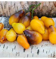 Indigo Kumquat pear (Индиго кумкват грушевидный)