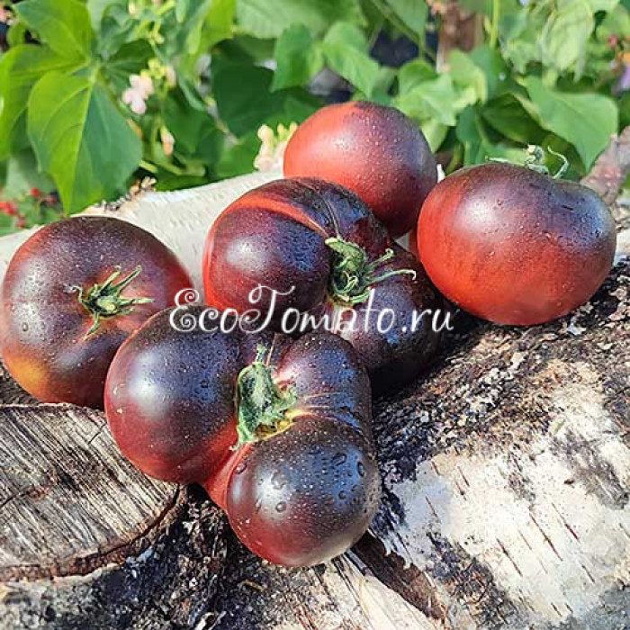 La Cadero (Ла Кадеро), Франция