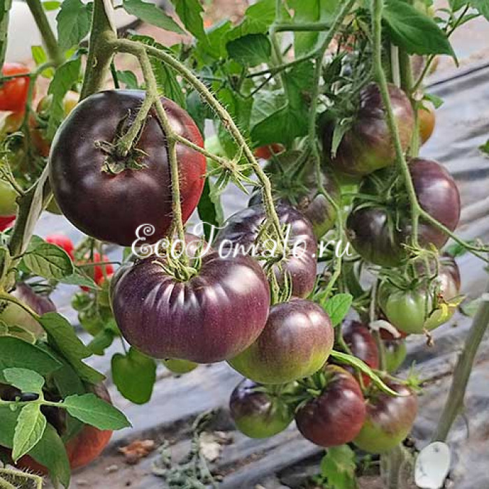 La Cadero (Ла Кадеро), Франция