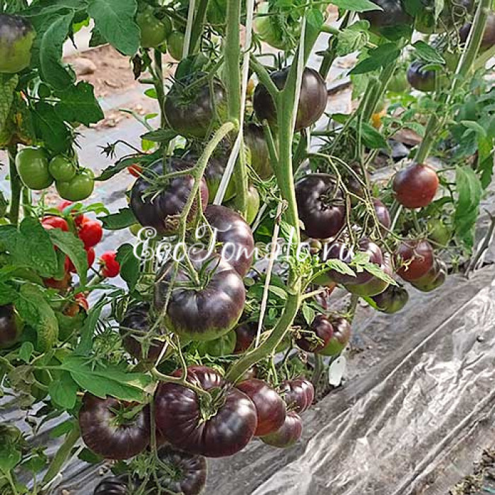 La Cadero (Ла Кадеро), Франция