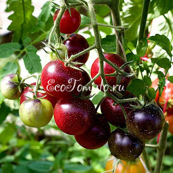 Painted Pink (Окрашенный розовый), США