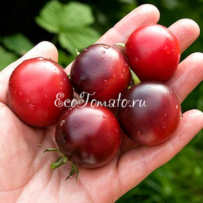 Painted Pink (Окрашенный розовый), США