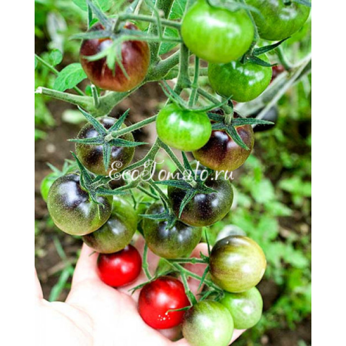 Painted Pink (Окрашенный розовый), США